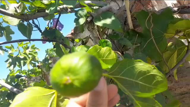 Wild Fig Jam