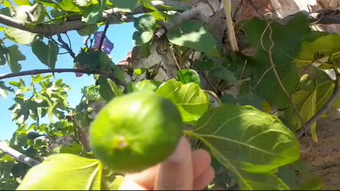 Wild Fig Jam