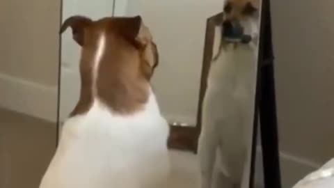 Funny Mirror Prank on Dog and Cat 🐶😺 _ Funny reaction