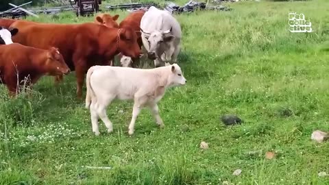 Funny animal's