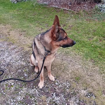 Sable german shepherd!