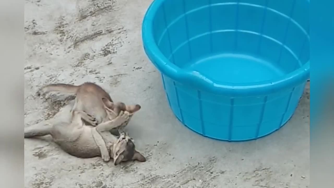 Funny and cute kittens video