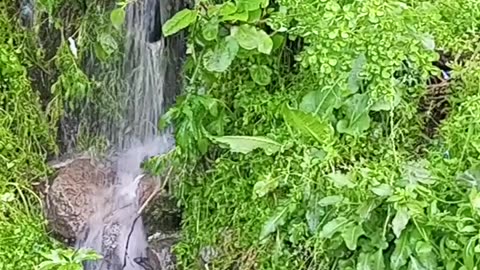 A water falling into the lush greenery