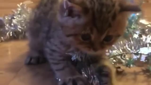 "Your kitten is going to be so cute when she gets older"