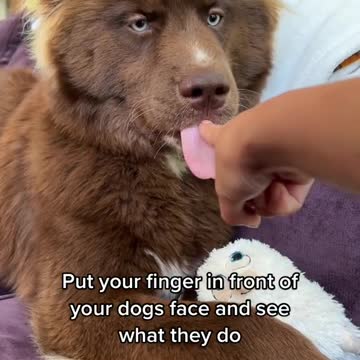 Beautiful clips dogs