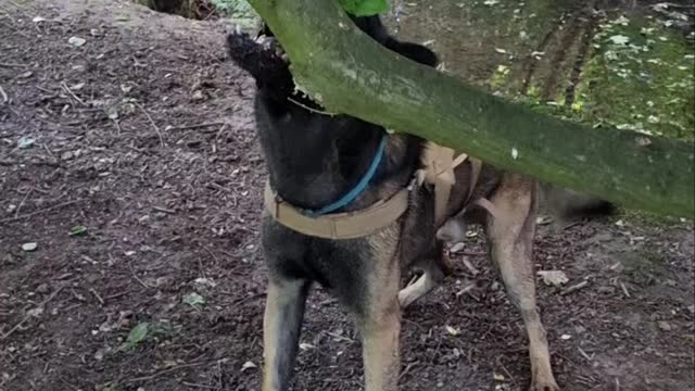 Diego the Belgian Malinois Wants the Stick Attached to Tree