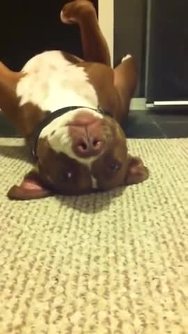 dog faints while a lady tries to cut its nail