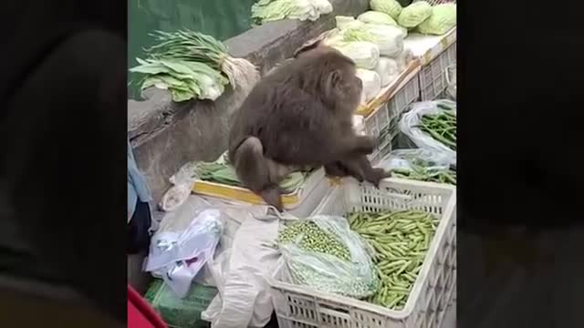 Funny Monkey Video.