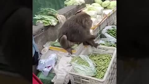 Funny Monkey Video.