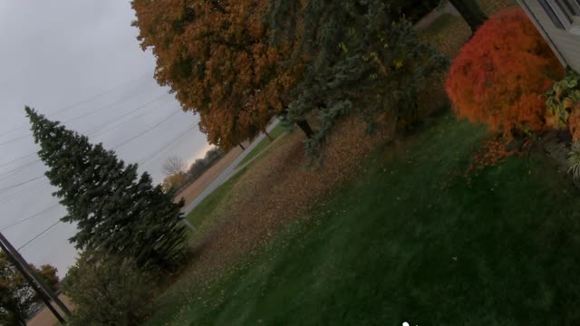 No Trees, No Leaves