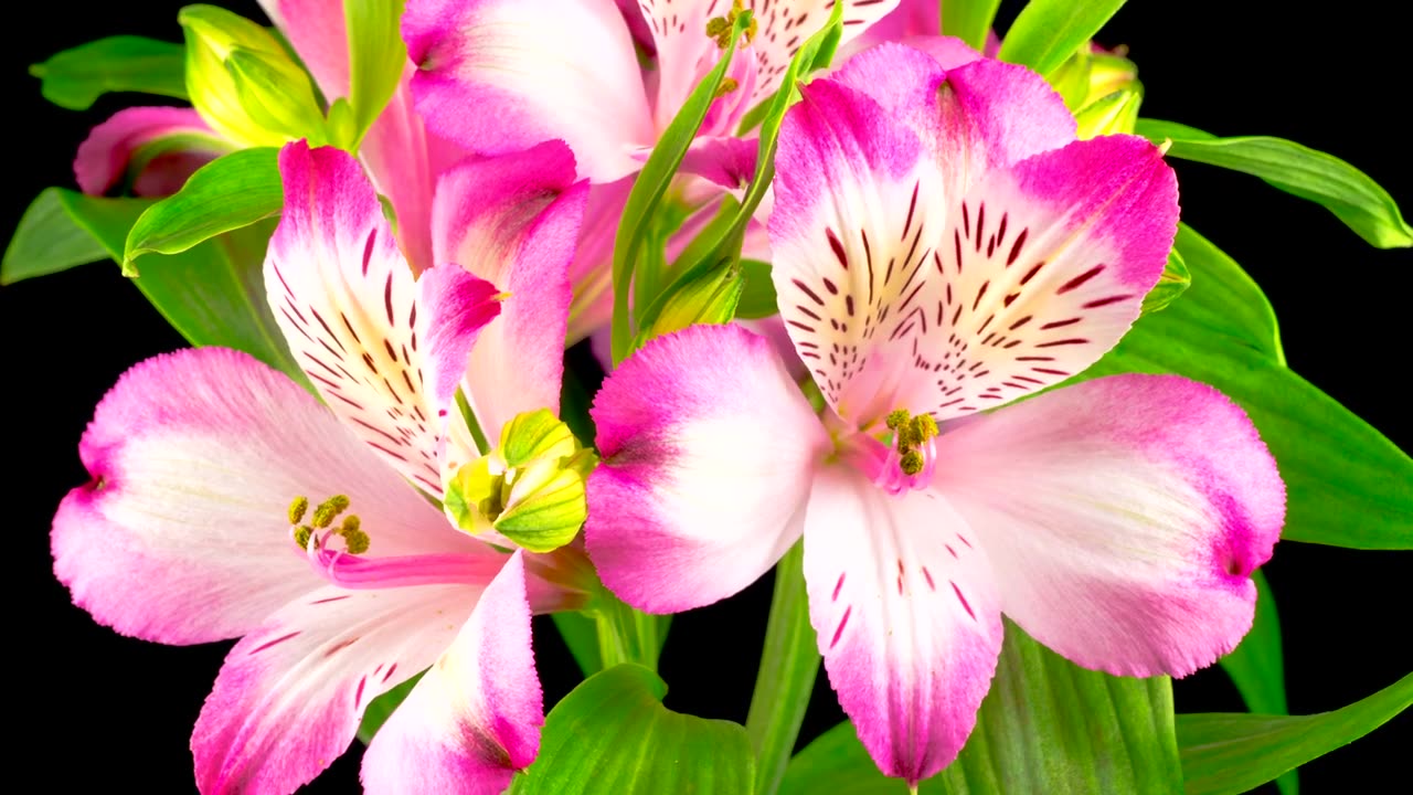 THE FLOWERS BLOOMS SMILEY