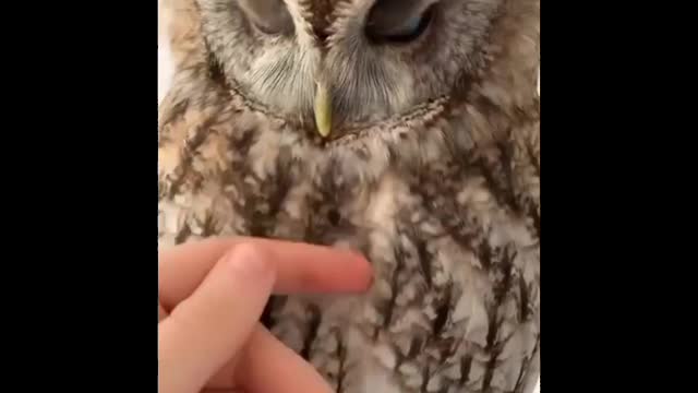 COLLECTION OF CUTE 😍 ANIMALS.