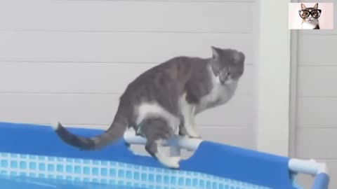 Vídeos graciosos de gatos gatos al agua