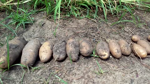 A short video of potatoes after harvest.