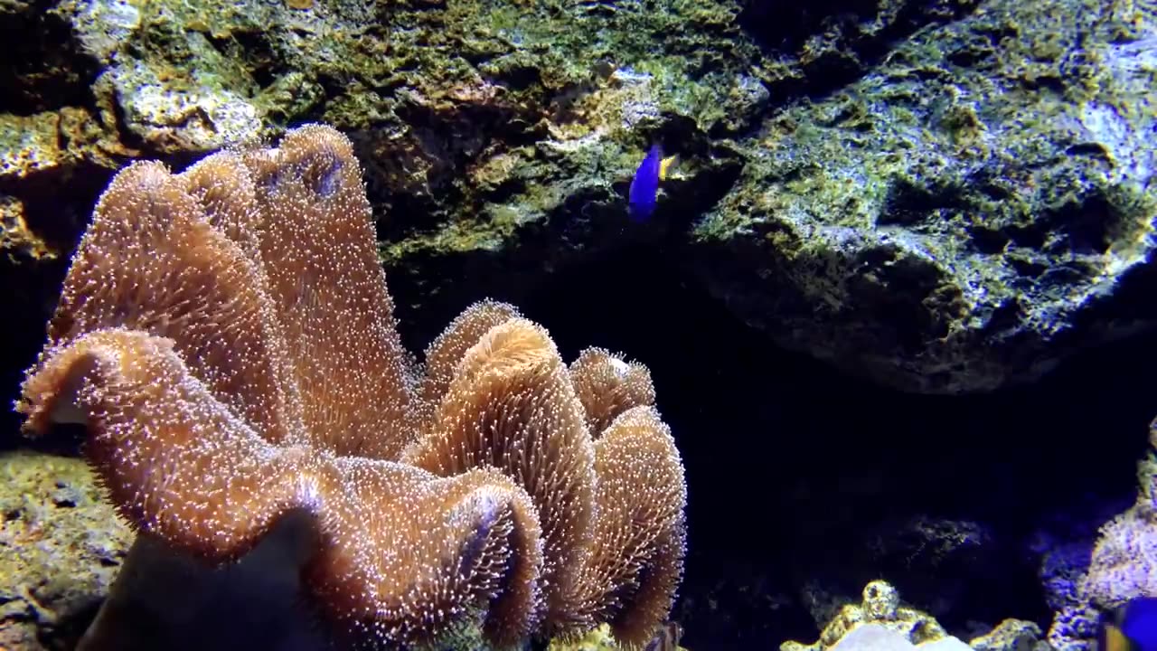 Amazing Underwater Sea life _ Royalty Free _ Stock Footage
