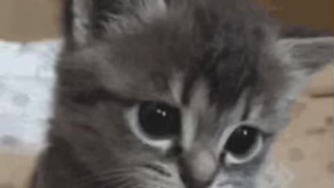 Cute Cat Gif