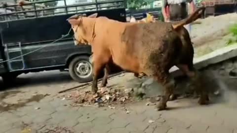 Animals get angry when they want to be slaughtered