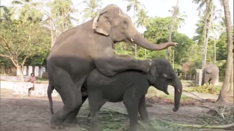 Elephant breeding