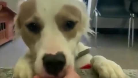 Shelter dog gets adopted