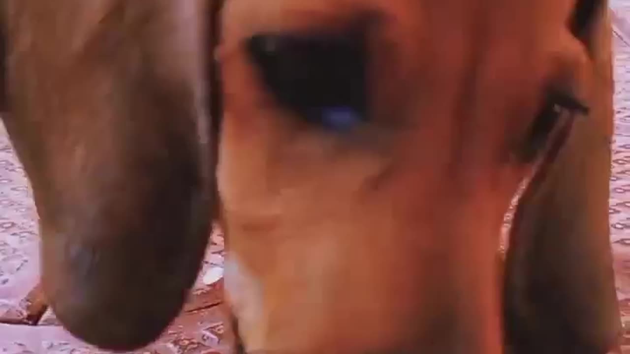 Dachshund cute dog