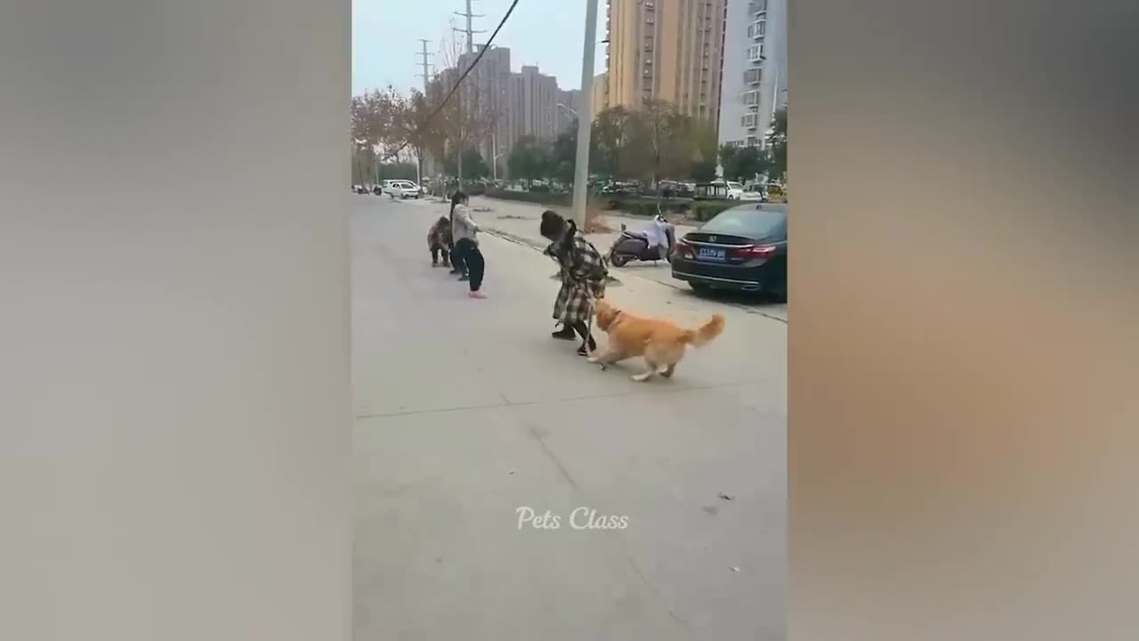 Funny dog and cat videos 🤣😂😂