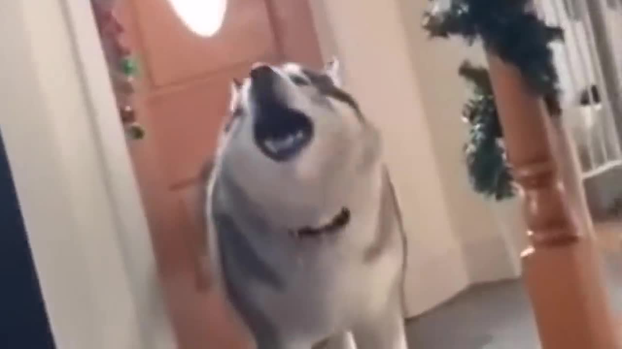 Awoooo