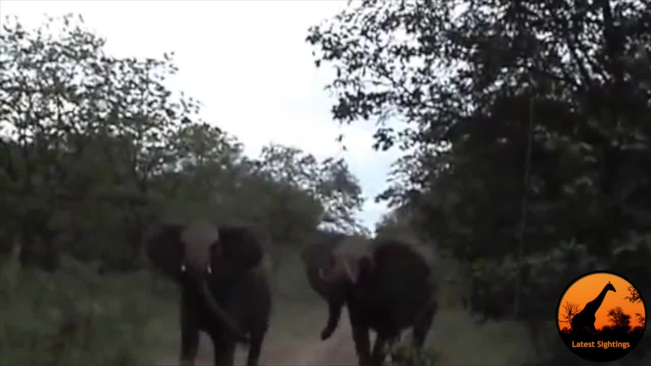 Two Charging Elephants Go In Attack Mode On A Safari Vehicle