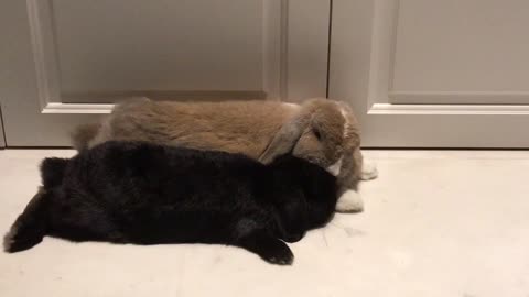 Bunny grooming