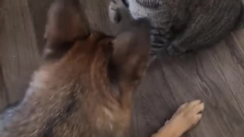 funny cat and dog fights#shorts#viralshorts#rumble