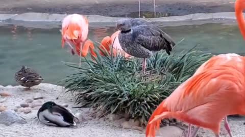 Crested Screamer Hangs Out with the Flamingos