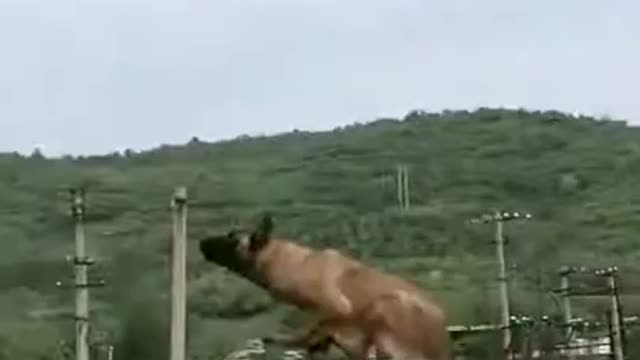 Best Whatsapp status,Army Dog training video #rumbel