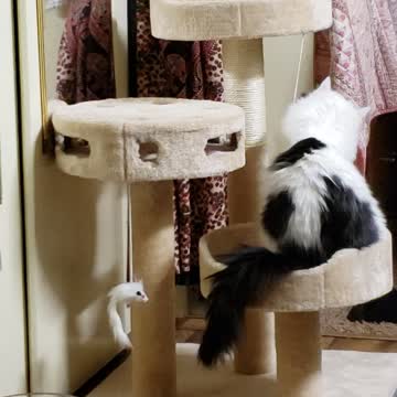 Rebel (Angel) loves her cat tree