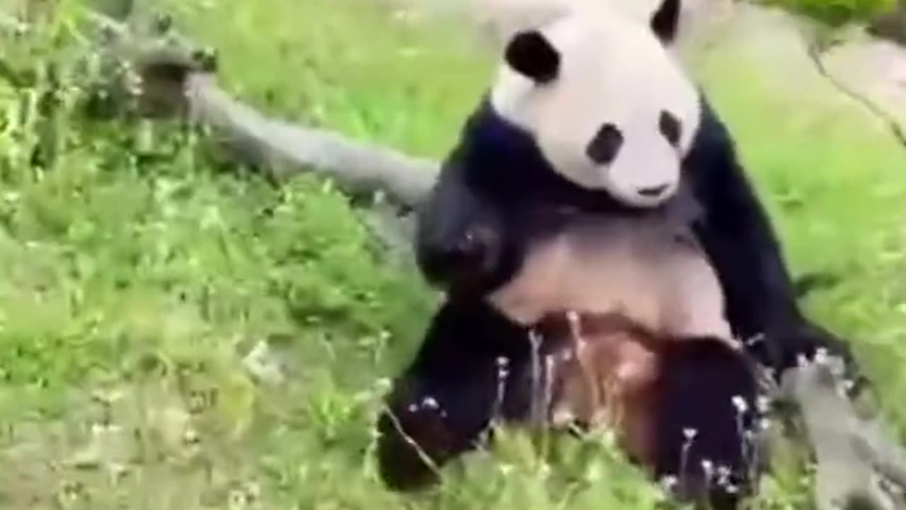 Panda funny movement lay down the tree.