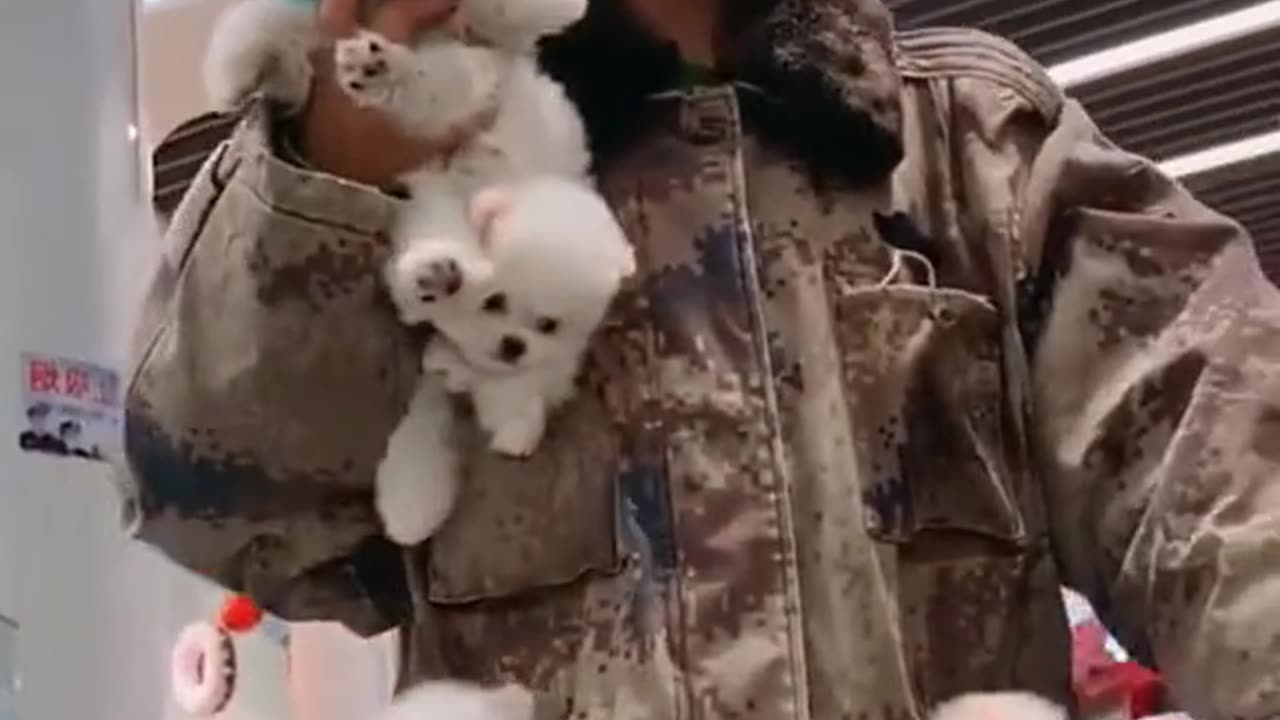 funny dogs || funny animals || small dogs