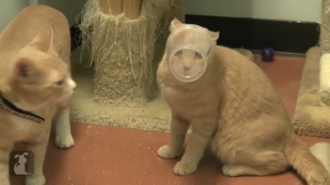 Cat's head stuck in plastic cup - Cat vs. Plastic Cup