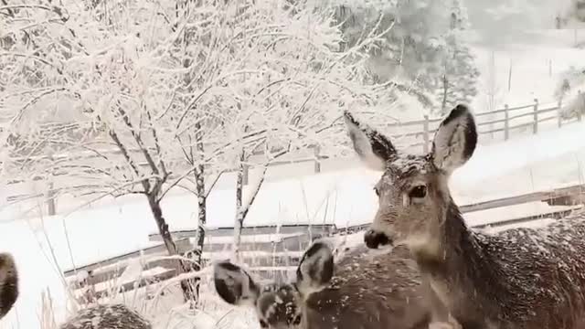 Watch the adorable Raindeers in snow on this christmas