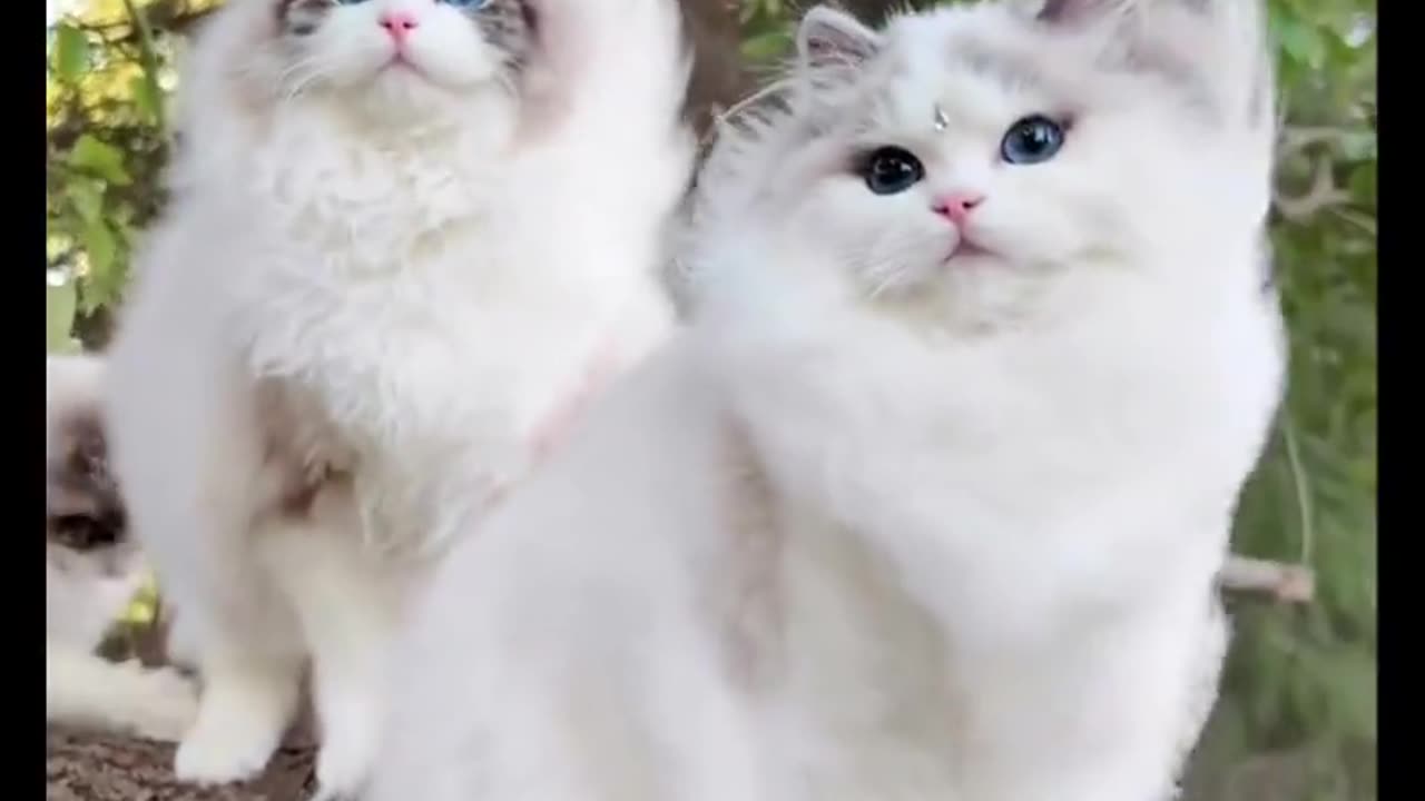 What an unearthly beauty! 😻😍 Join 👉 @FunnyAnimals 🐾