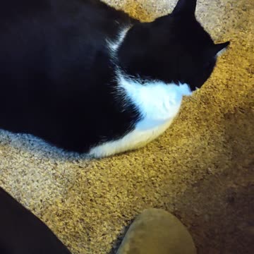 Eating Lean Cuisine Pepperoni Cheese Pizza, Dbn, MI, 10/23/23