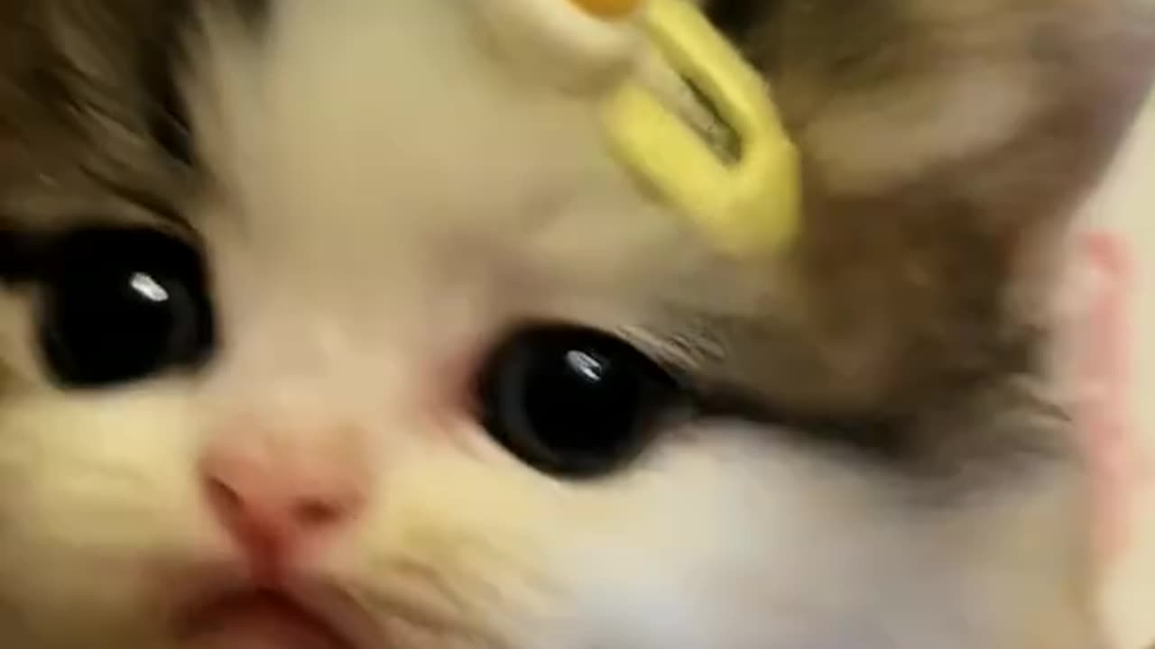 Kitten