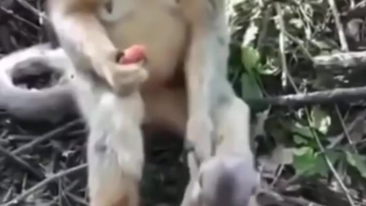 funny animal videos try not to laugh compilation 2021