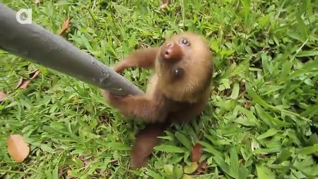 What Does A Sloth Say?