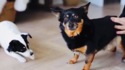 Cute puppy and dog’s playing