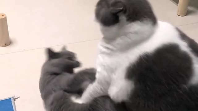 Two little guys