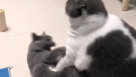 Two little guys