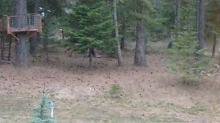 Elk Doesn't Like Tarp