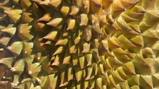 Durian ice cream in Jakarta, Indonesia