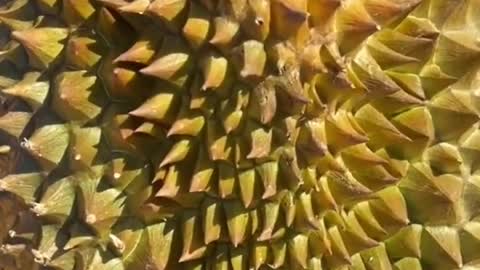 Durian ice cream in Jakarta, Indonesia