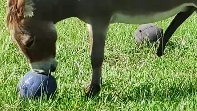 Peanut the donkey.... Playing with his ball.