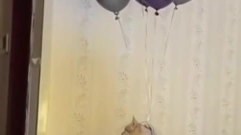 CAT FUNNY VIDEOS || CUTE CAT😚😘