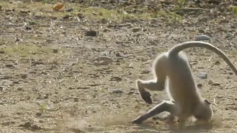 Funniest Monkey - cute and funny monkey videos (Copyright Free) Full HD